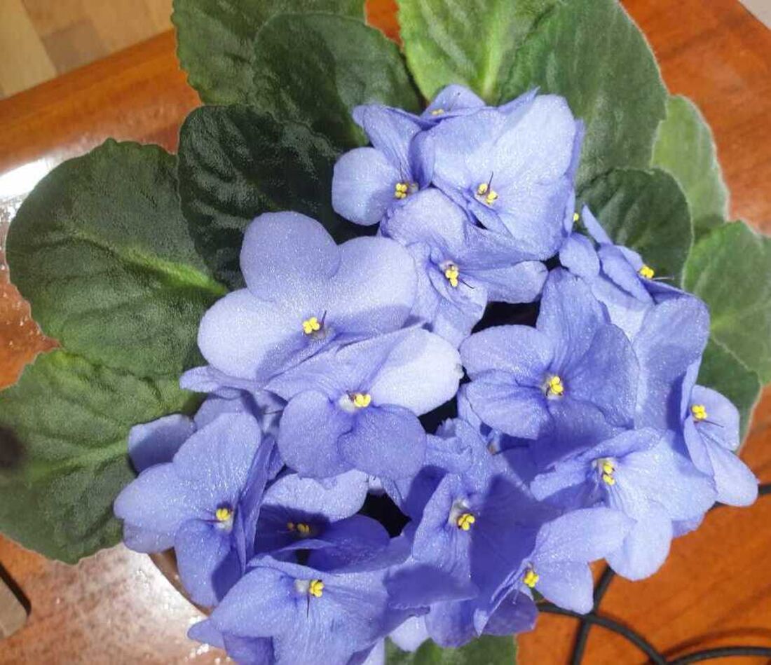 African violet