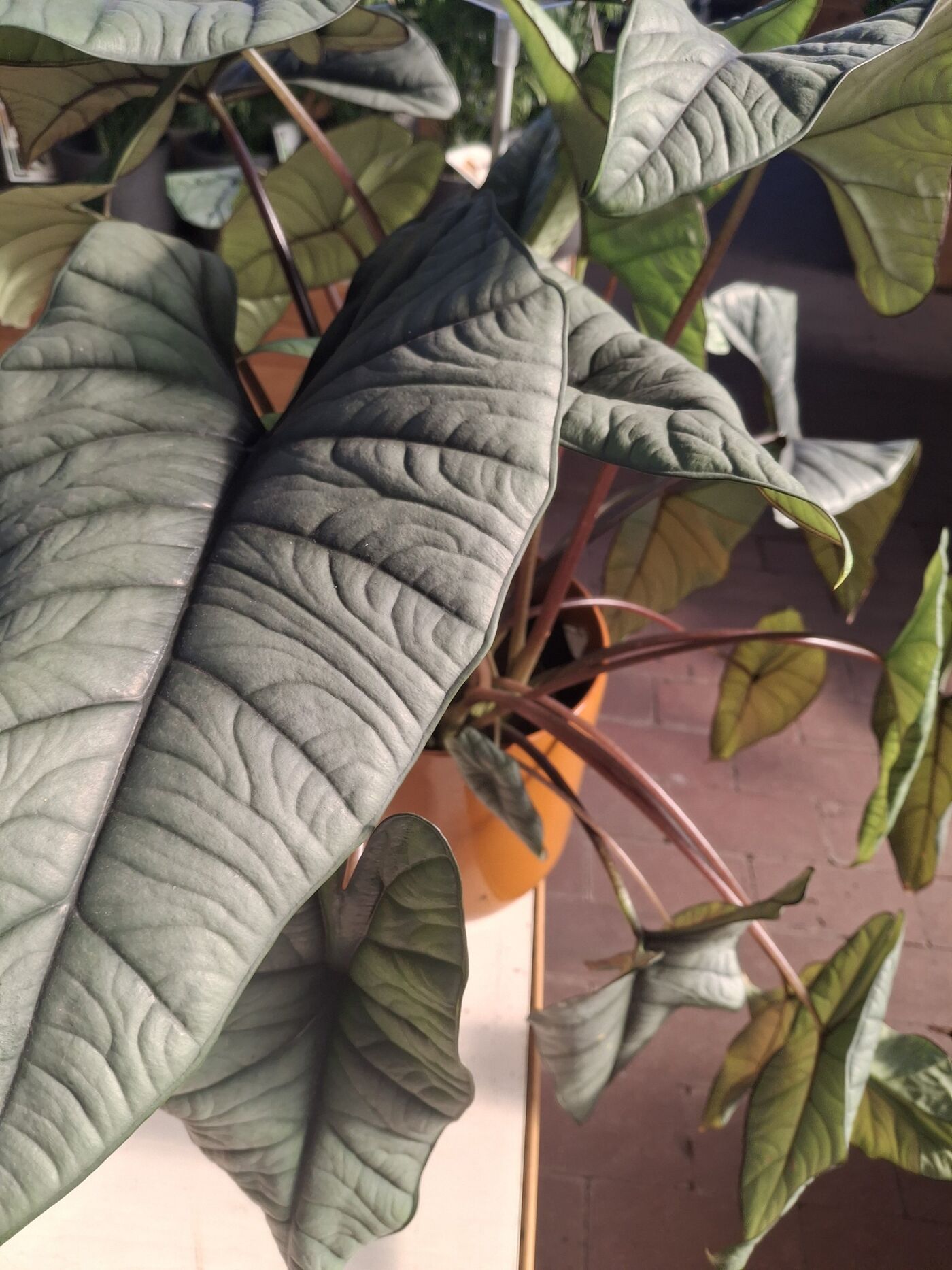 Alocasia Platinum