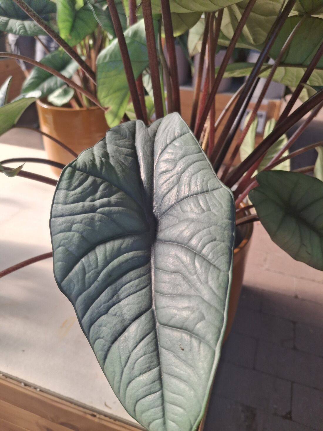Close-up of the textured surface of an Alocasia leaf
