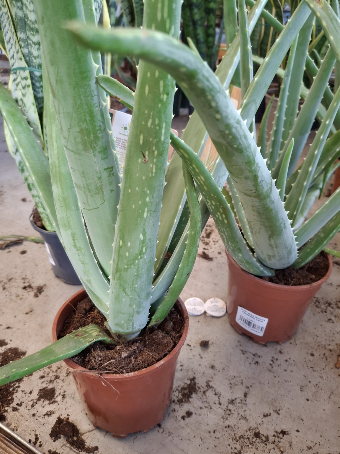 Aloe Vera