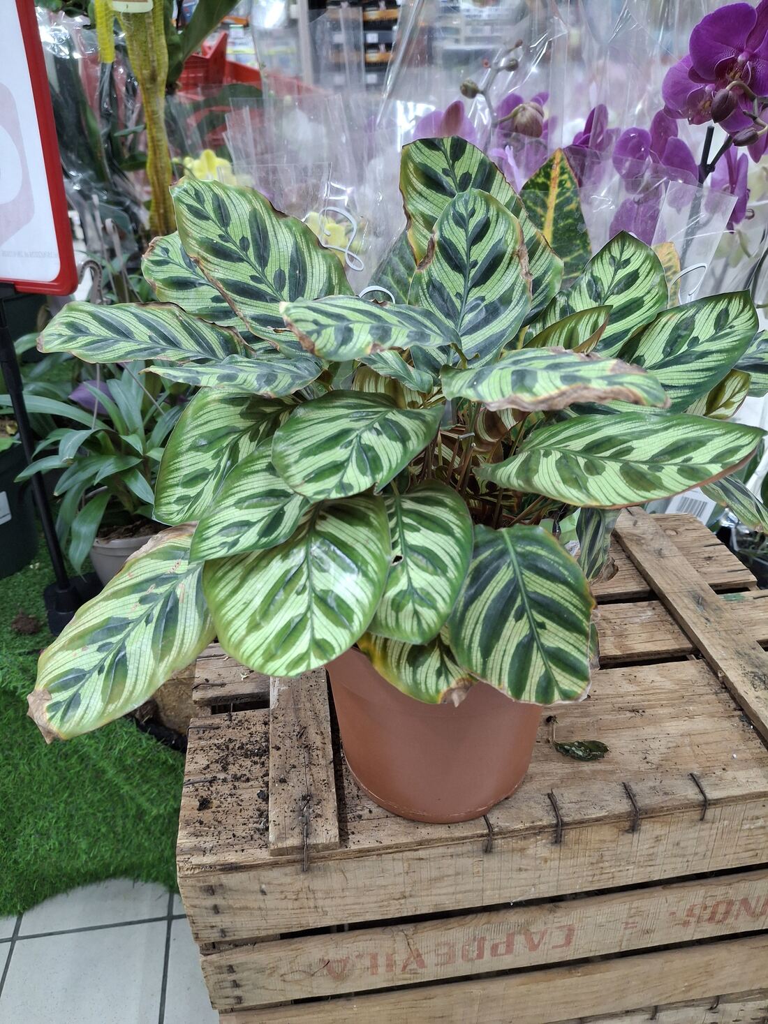 Calathea leaves with dry brown edges and tips, curling slightly, a common sign of low humidity