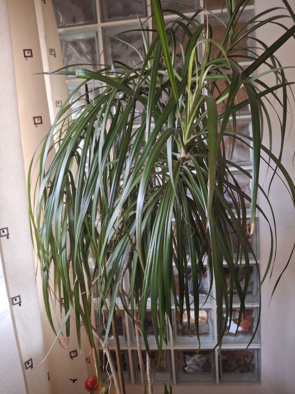 Madagascar Dragon Tree