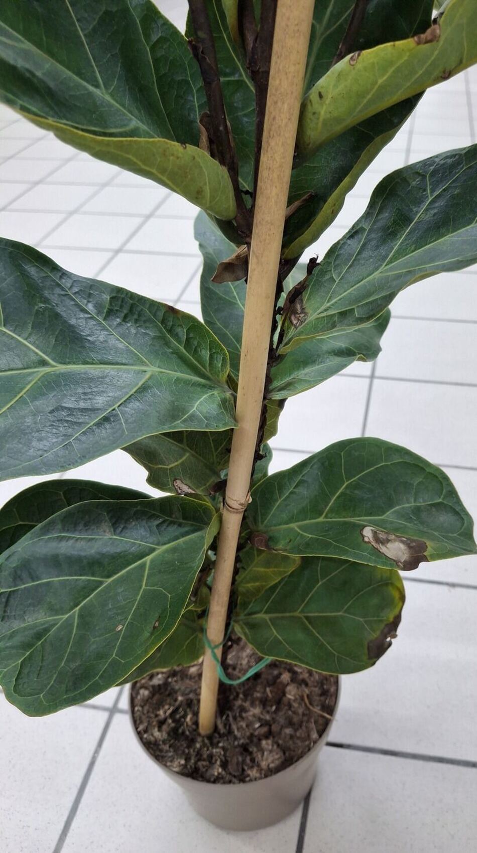 Fiddle Leaf Fig leaf with a distinct brown spot with a tan center, a sign of fungal leaf spot