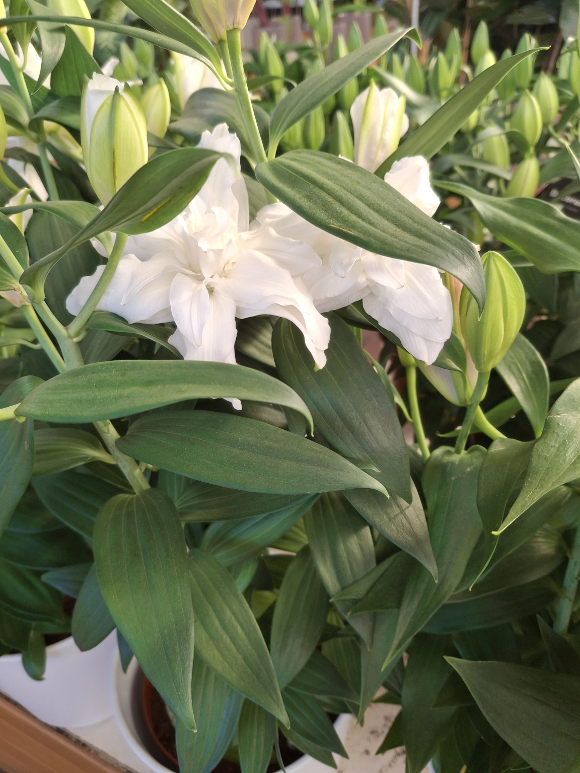 White double-looking lily flowers among green leaves and unopened buds