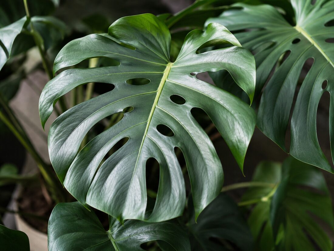 Close-up of a Monstera deliciosa leaf showing deep splits and fenestrations along the leaf blade