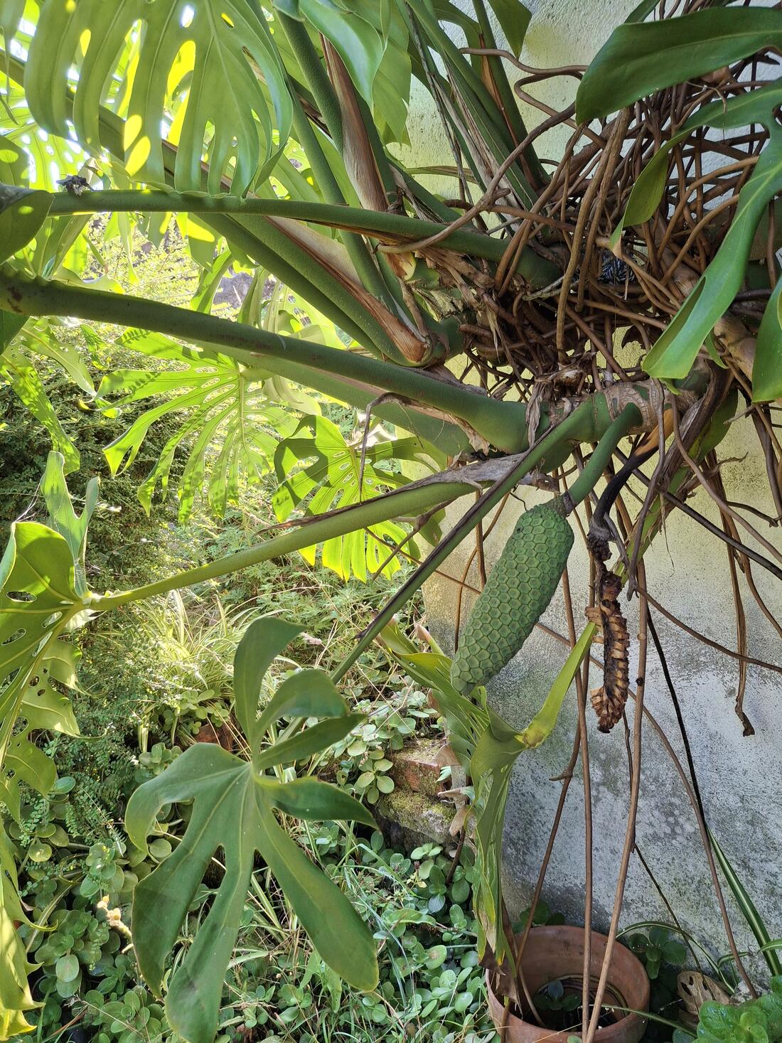 Green, hexagonal-scaled Monstera deliciosa fruit still unripe, hanging on the plant against an outdoor wall