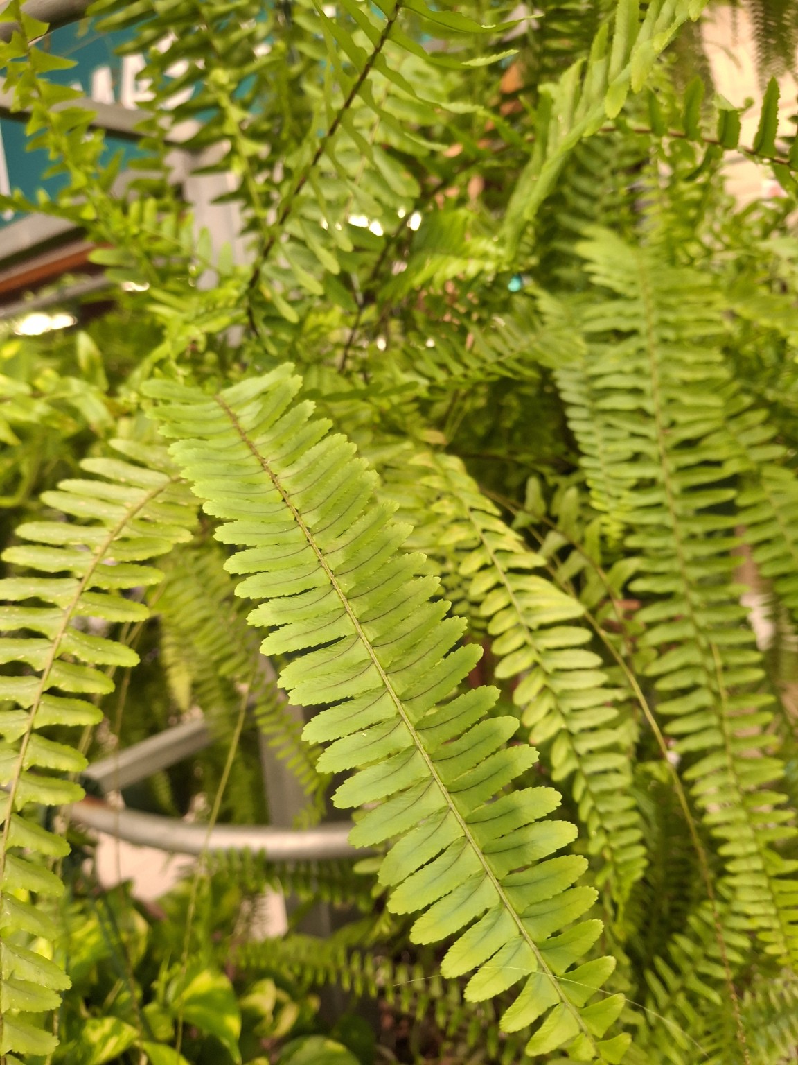 Nephrolepis Fern