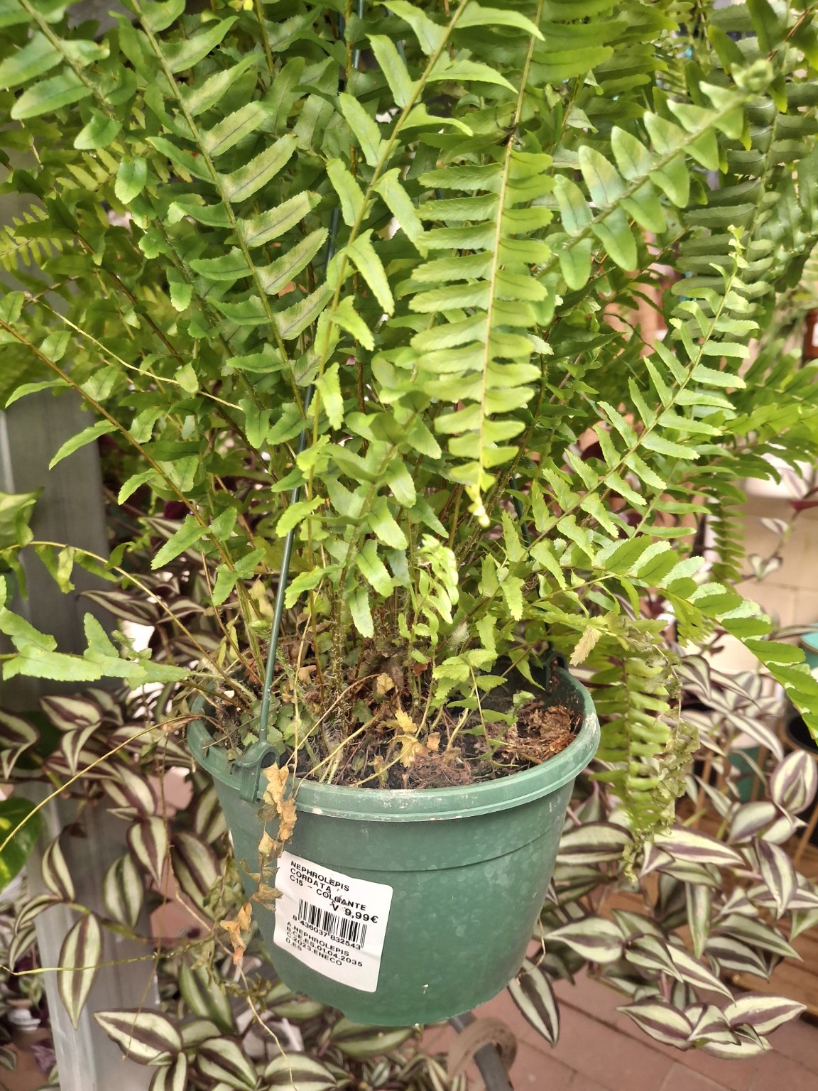 Fern in a green hanging pot with a nursery label reading Nephrolepis cordata