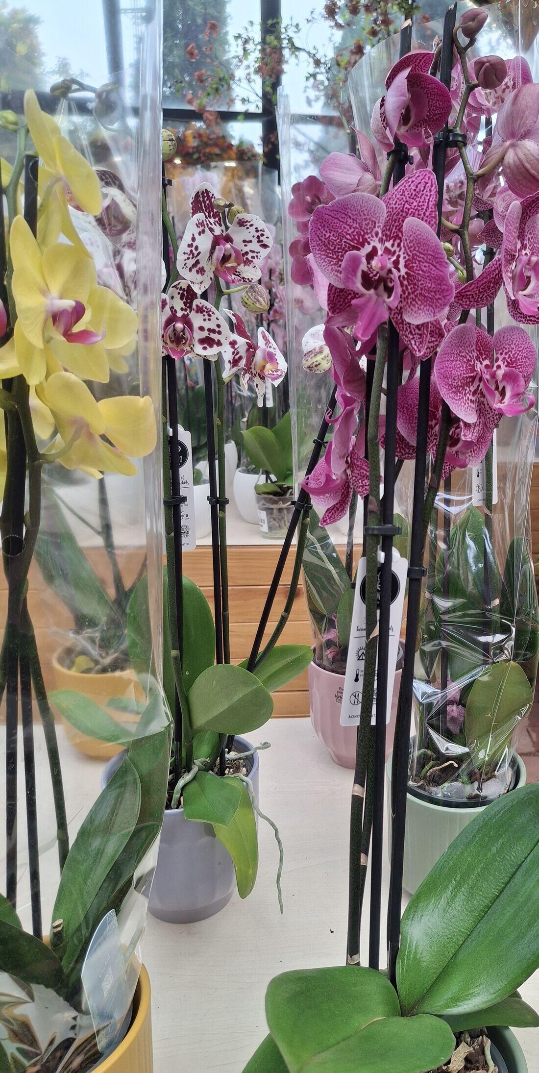 Potted Phalaenopsis orchids with flowers above their broad leaves