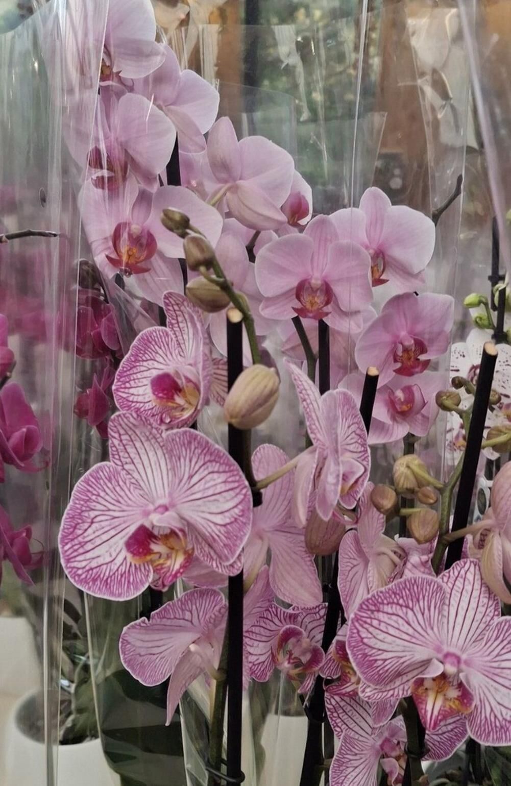 Moth orchid