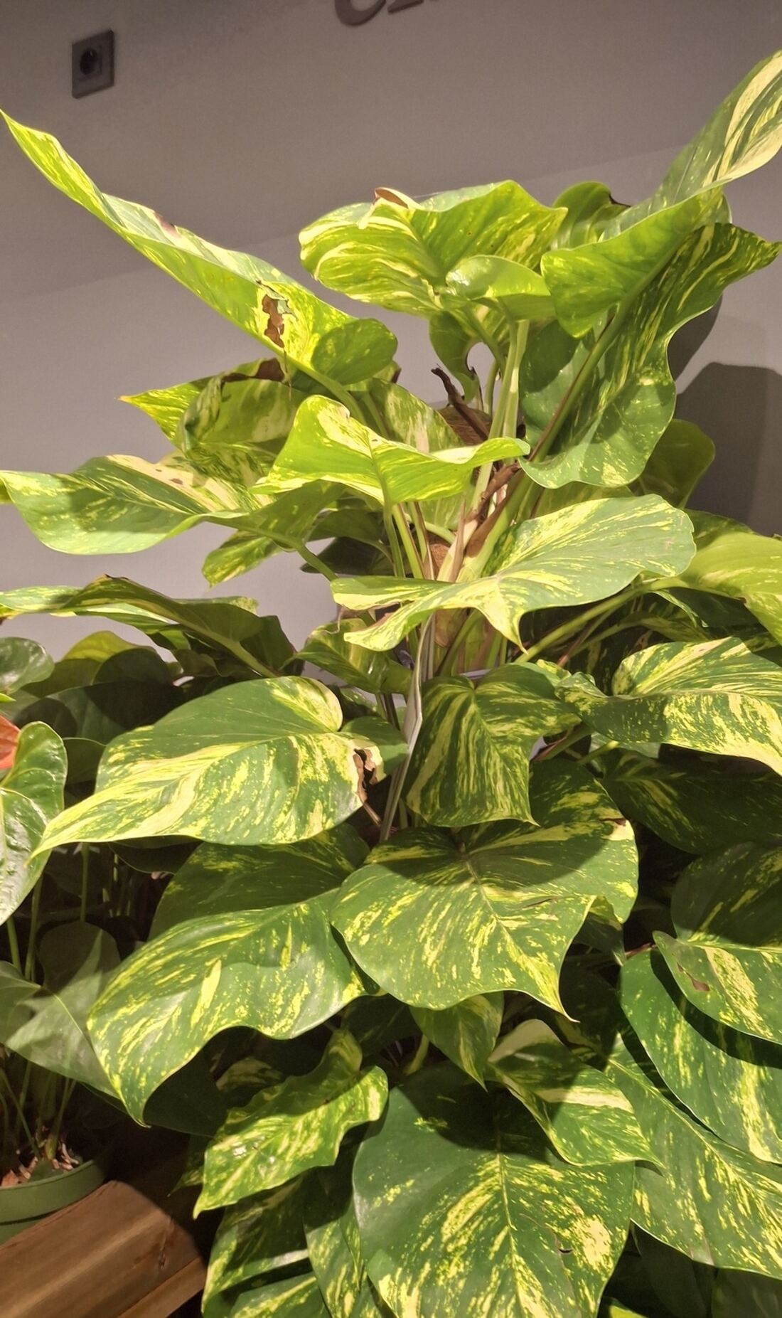 Pothos