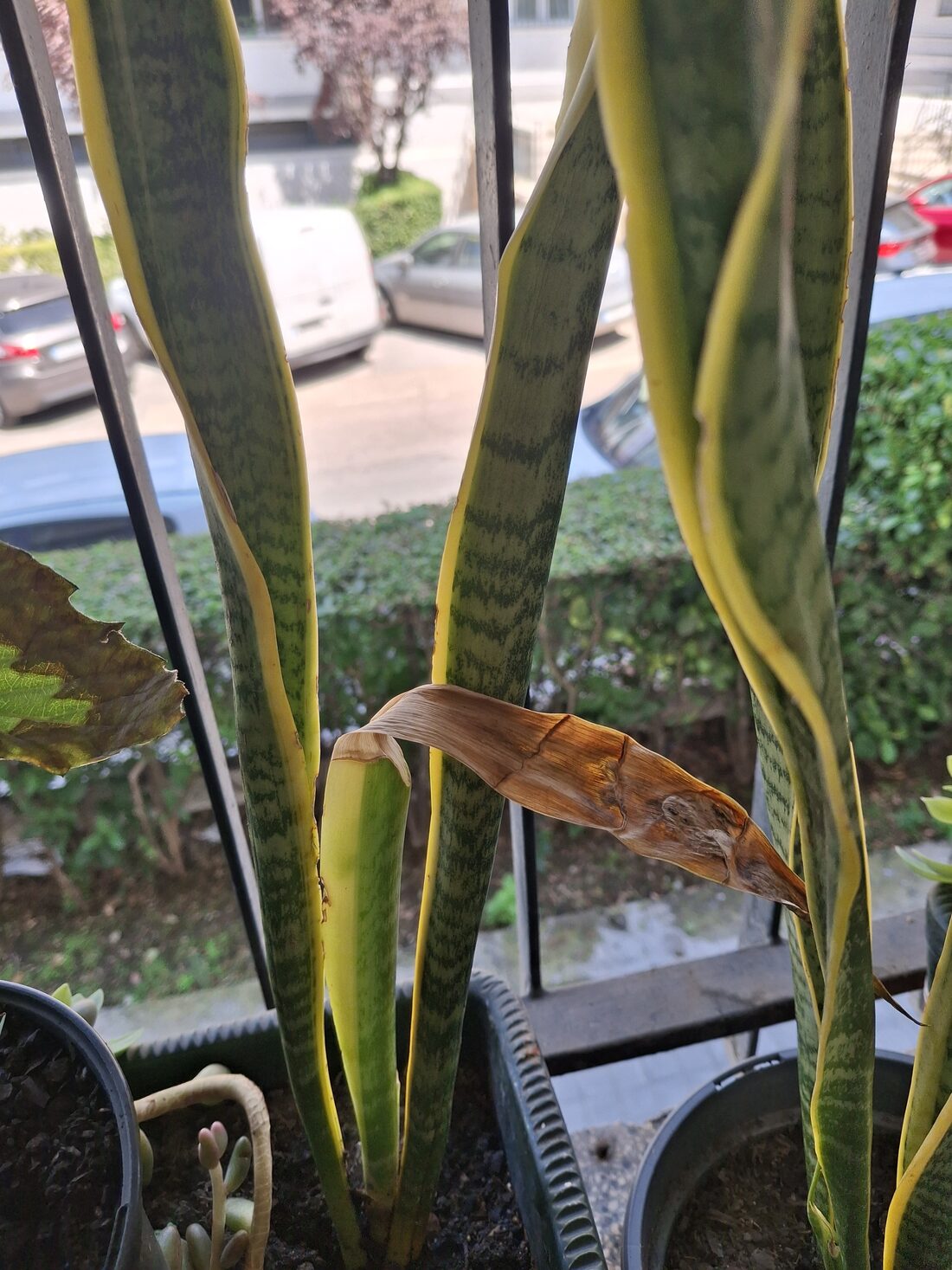Sansevieria leaf with a dry, brown, papery tip curling away from the rest of the healthy green and yellow leaf