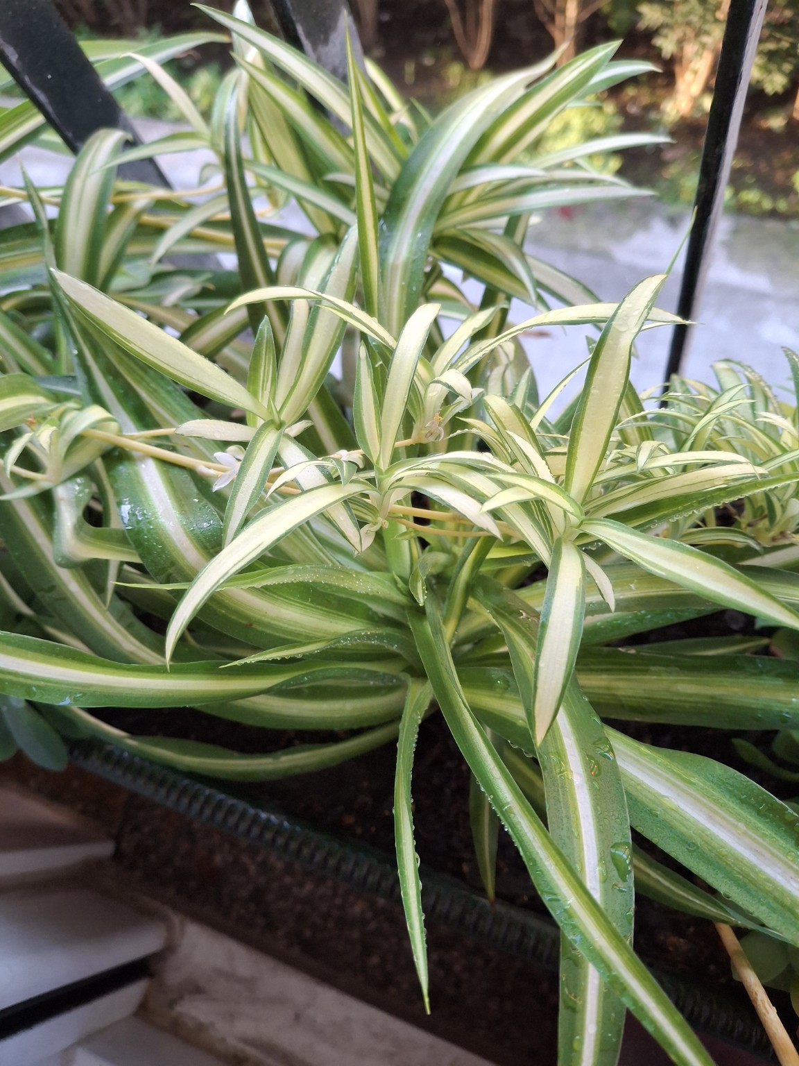 Small variegated spider plantlets and white flowers along a runner above the parent foliage