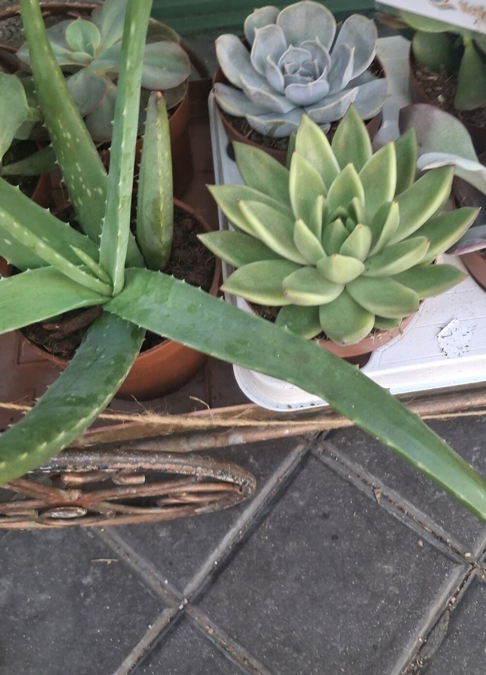 Healthy echeveria rosettes and an aloe plant with tight, plump leaves and good color