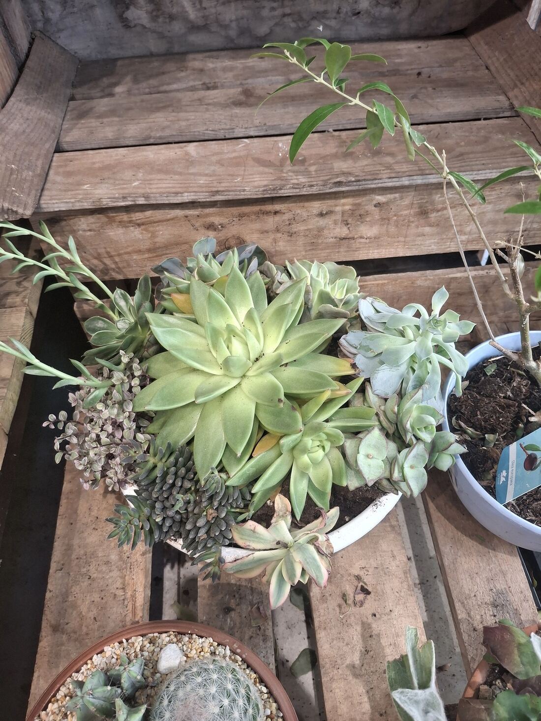 A mixed arrangement of succulents including echeveria rosettes, string of buttons sedum, and burro's tail, viewed from above