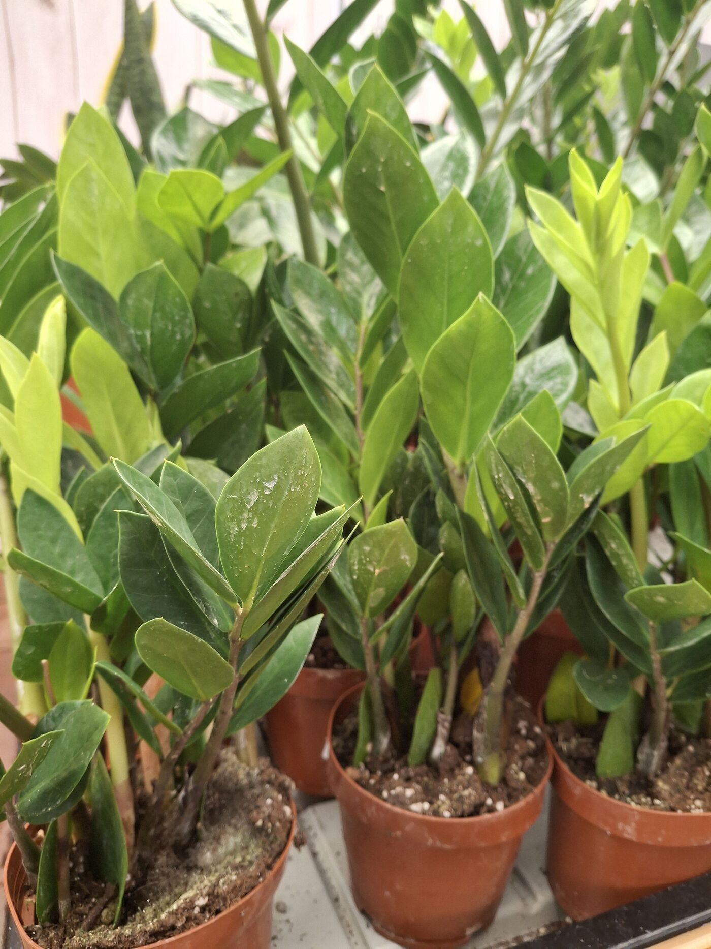 ZZ plant
